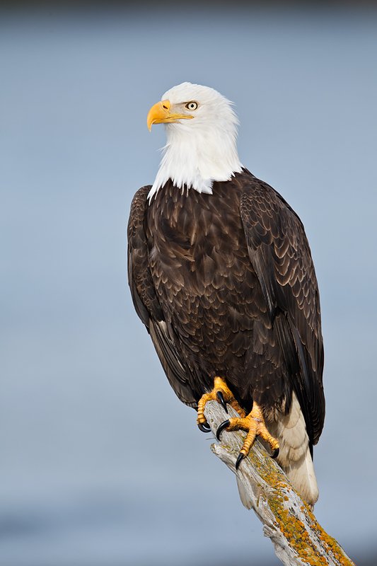 Iron Eagles [Nicht sicher ob es weiter geht] 1281_810