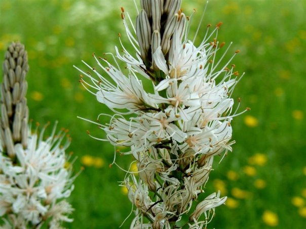 Asphodelus albus - asphodèle blanc Blanch10