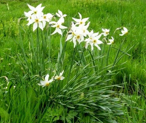 Narcissus poeticus - narcisse des poètes Narcis10