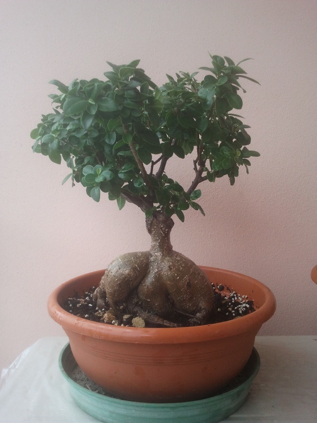 Ficus (credo) ginseng allo stato brado o quasi..... 2013-011