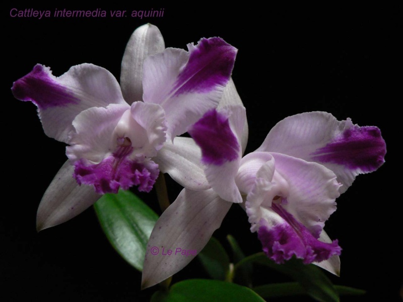 Cattleya intermedia aquinii Cattle14