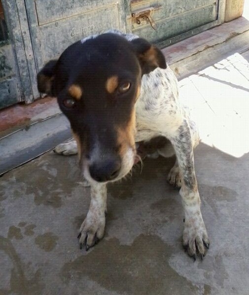 NAYPE - bodeguero 2 ans - en fa (16)  Asso Une Histoire de Galgos Naipe_12