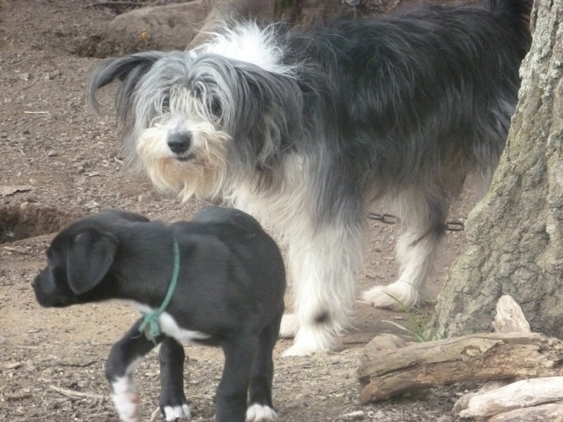 RECHERCHE de FA le plus vite possible pour 5 chiots récupérés ce matin en urgence - Page 7 Iceo-i37