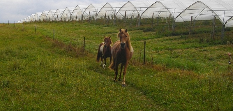 INDIANA - ONC poney typée shetland née en 2000 - adoptée en juillet 2013 - Page 2 Imgp2410