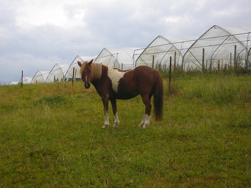 INDIANA - ONC poney typée shetland née en 2000 - adoptée en juillet 2013 - Page 2 Imgp2411