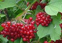 fruit de la passion Viorne10