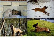 Vickie Du Void de la Bure (ma vieille Malinois)  25137011