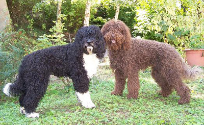 Ce lancer dans un élevage d'une race rare en France... Chien-10