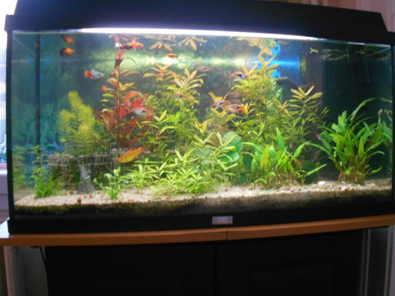 Voici mes aquariums Dscn2411