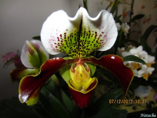 Paphiopedilum Img_4511