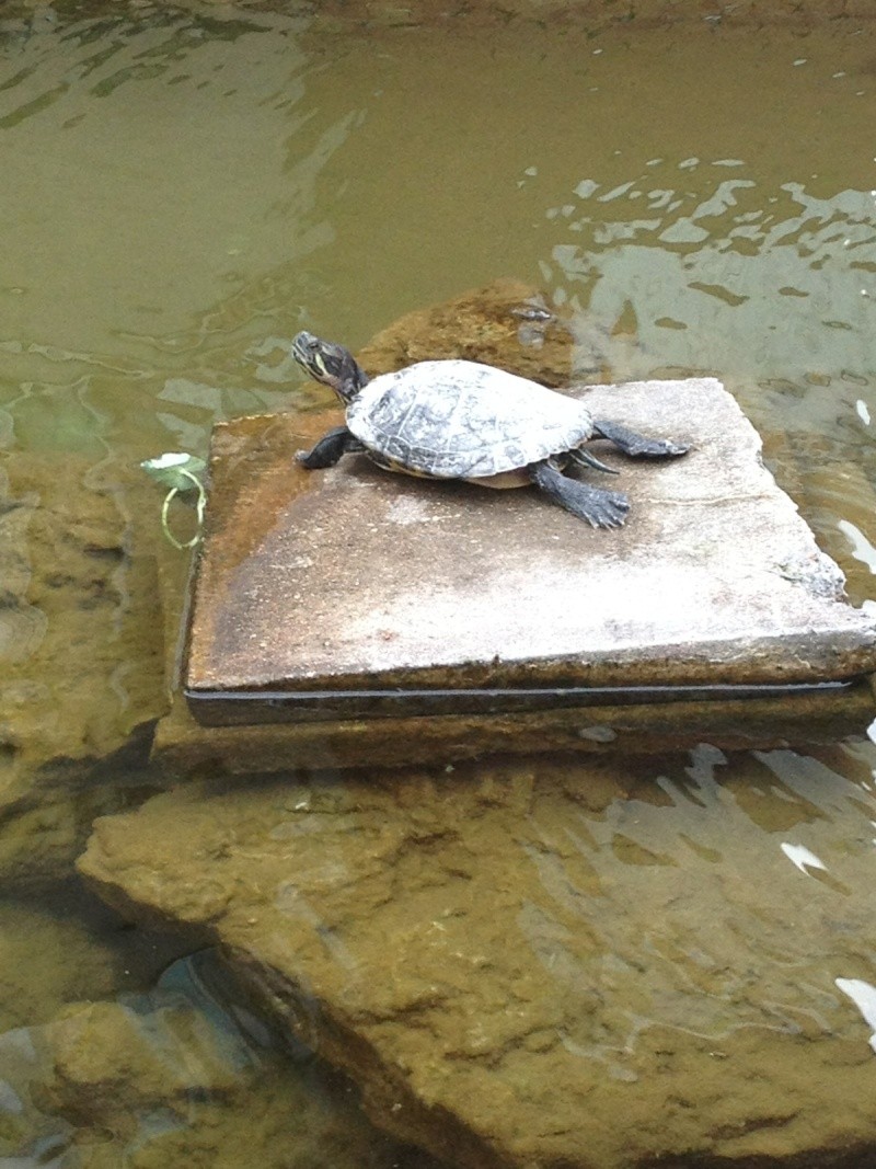 les trachemys scripta elegans de ma marraine. - Page 2 Petite11