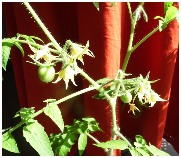 tomates , semis divers et potager de petite fée 2013 - Page 6 13_avr10