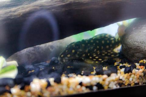 Pleco I.D. Slarli10