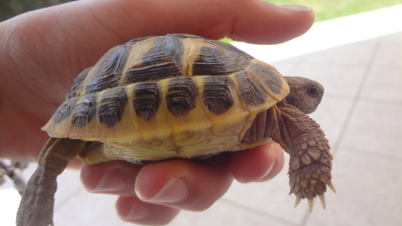 Ma petite tortue :D Dsc03718