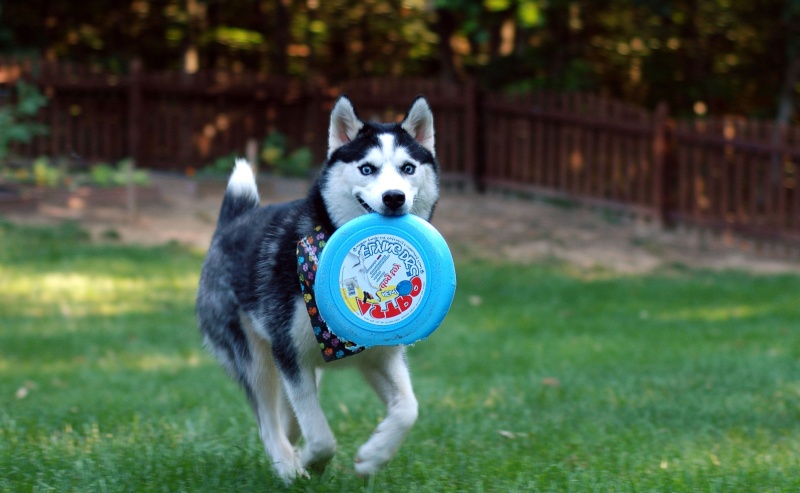 Happy first birthday Kiba! Dsc_7410