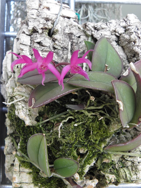 Miniatur- Orchideen - Seite 2 Meirac10