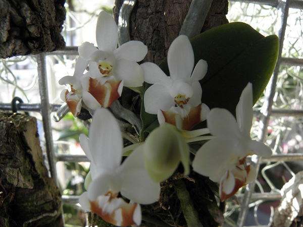 Miniatur- Orchideen - Seite 3 Phal_l10