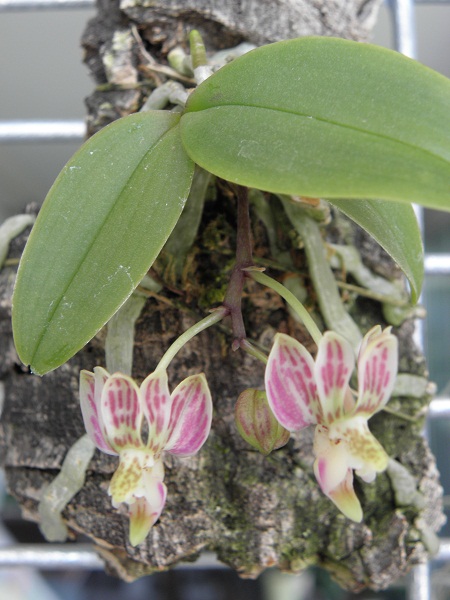 Miniatur- Orchideen - Seite 3 Phalae11