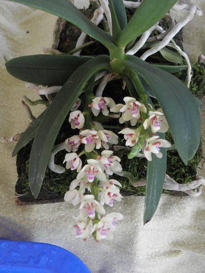 Miniatur- Orchideen - Seite 3 Saccol10
