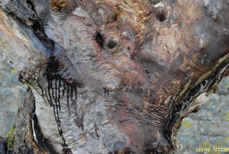 Le visage de l'arbre blessé Decemb10
