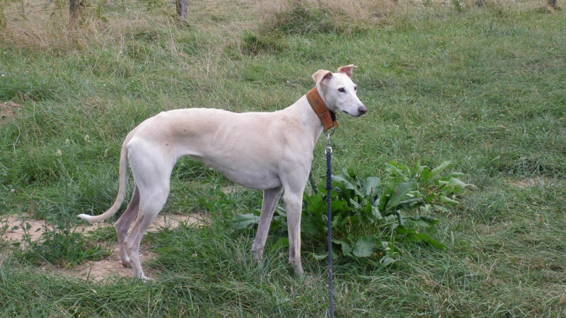 Gana refuge de Scooby "Adoptée" Sos levriers  - Page 9 Imgp4917