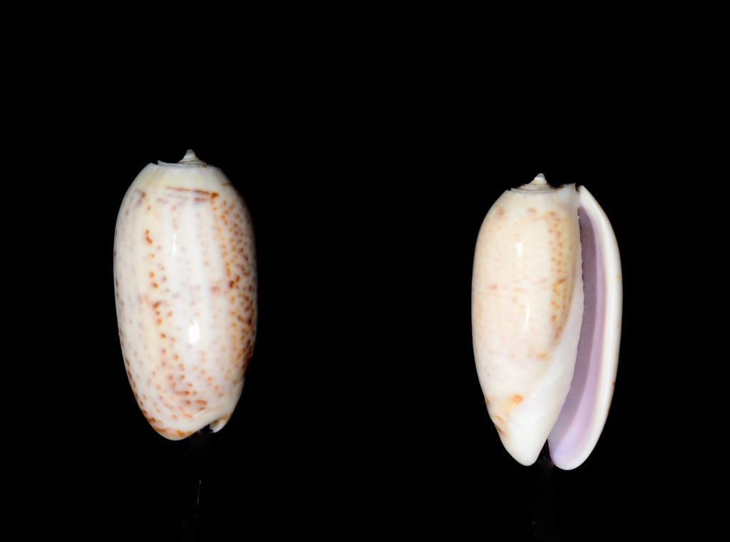 Olividae du Mozambique caroliniana_Duclos1835 Oliva_23