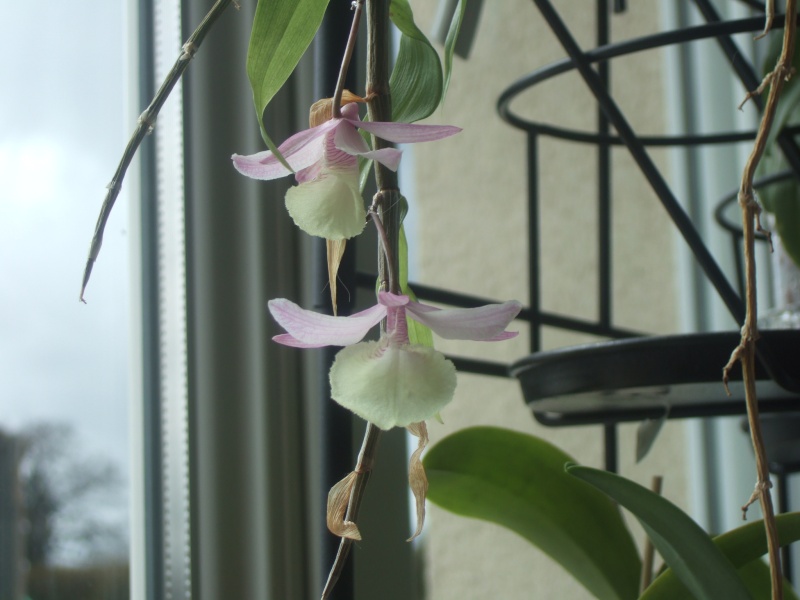 Dendrobium pierrardii Dscf3920