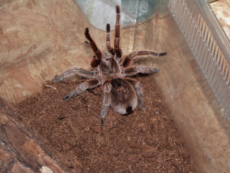 Grammostola porteri P1010413