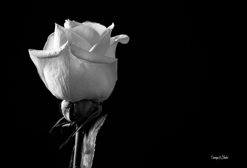 Les roses 2013 Pure_i10