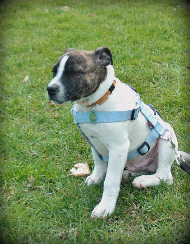 °Hyatt,Staffordshire Bull Terrier° - Page 10 88_n10