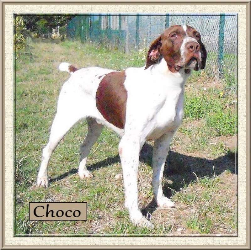 CHOCO - 6 ans, superbe braque français, refuge des Bérauds, romans (26) Choco_10