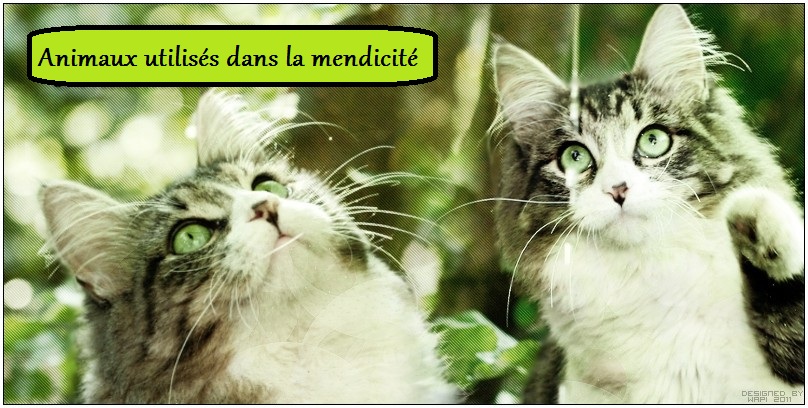Animaux et mendicité