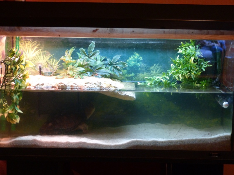 L'aquarium de ma pelomedusa P1000213