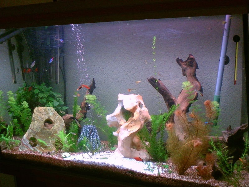 mon petit aquarium Pict0014