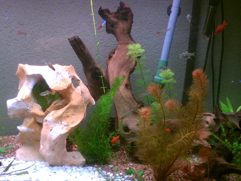 mon petit aquarium Pict0015
