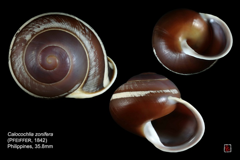 Calocochlia zonifera (Pfeiffer, 1842) 96020314