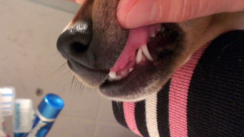 Milo perde i dentini... Imag0213