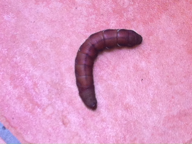 What the hell kind of worm is this? Anybody? Worm10