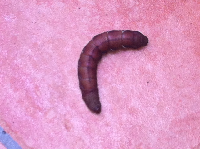 What the hell kind of worm is this?  Anybody?  Worm10