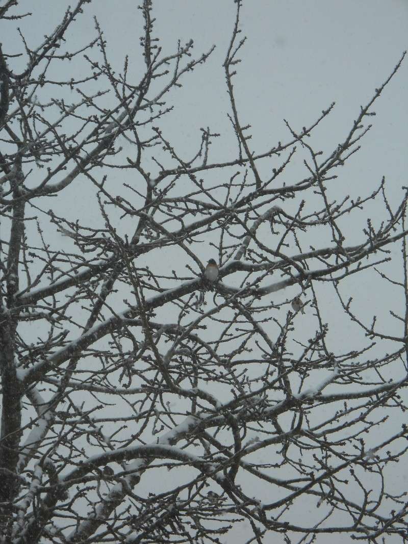 Qui est cet oiseau ? Pinson du Nord" Oiseau15