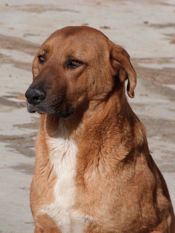 THOR - x berger 4 ans - Asso Une Histoire de Galgos - Huelva (Espagne) Thor10