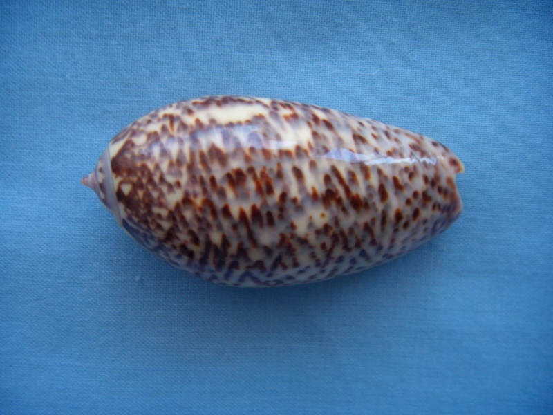 Americoliva julieta (Duclos, 1840) - Worms = Oliva julieta Duclos, 1840 Dscn1039