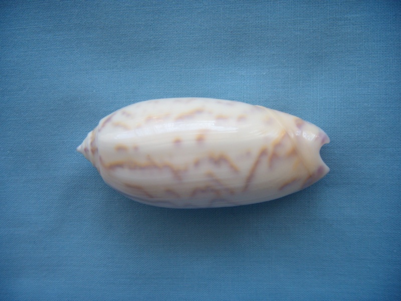 Miniaceoliva ponderosa (Duclos, 1840) - Worms = Oliva ponderosa Duclos, 1840 Dscn1041