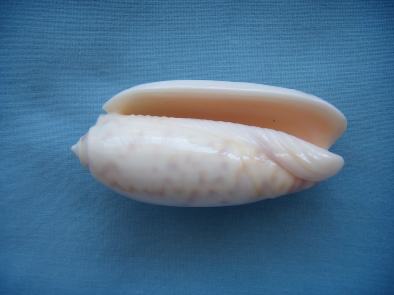 Miniaceoliva ponderosa (Duclos, 1840) - Worms = Oliva ponderosa Duclos, 1840 Dscn1042