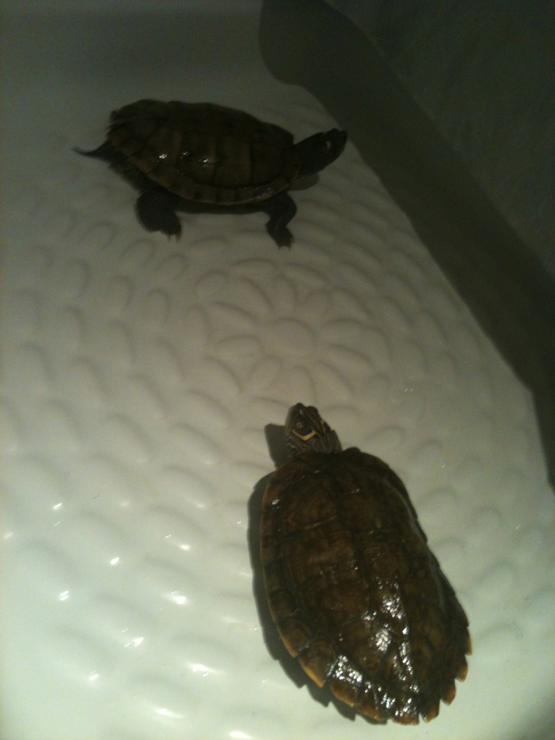 Mes 2 tortues :D Img_1910