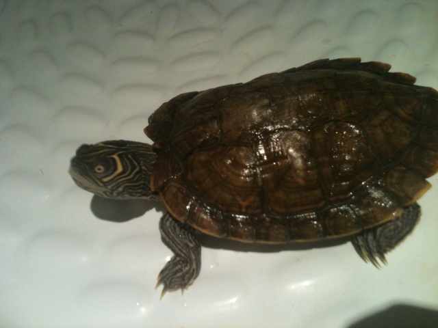 Mes 2 tortues :D Img_1913