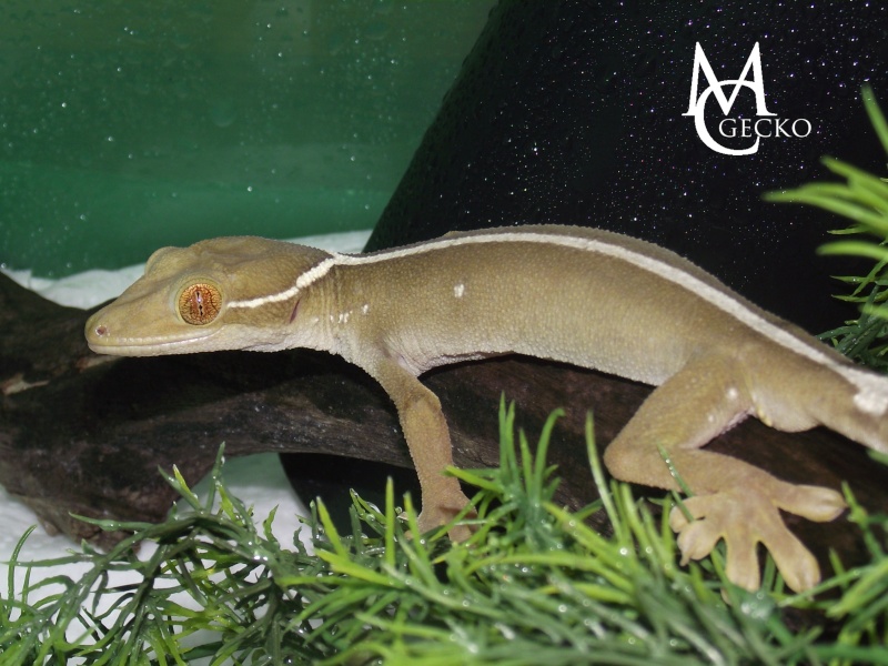 Gecko moufette (Gekko vittatus) Moufet10