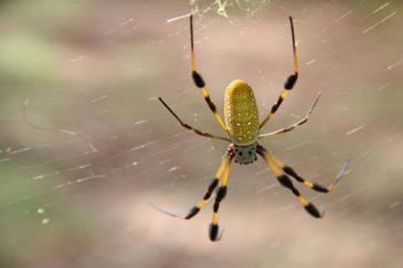 استخدام خيوط العنكبوت في صناعة الأسلاك الكهربائية Spider10