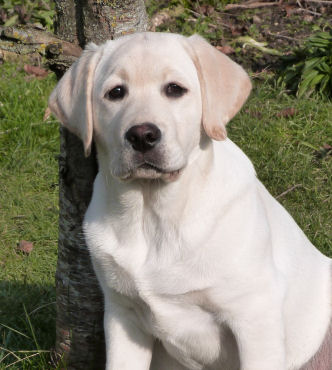 Bebe Labrador
