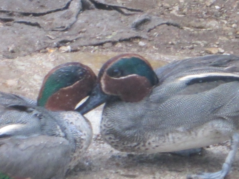 concours photo"Tête de canard ou oie" - Page 3 Hu_00310